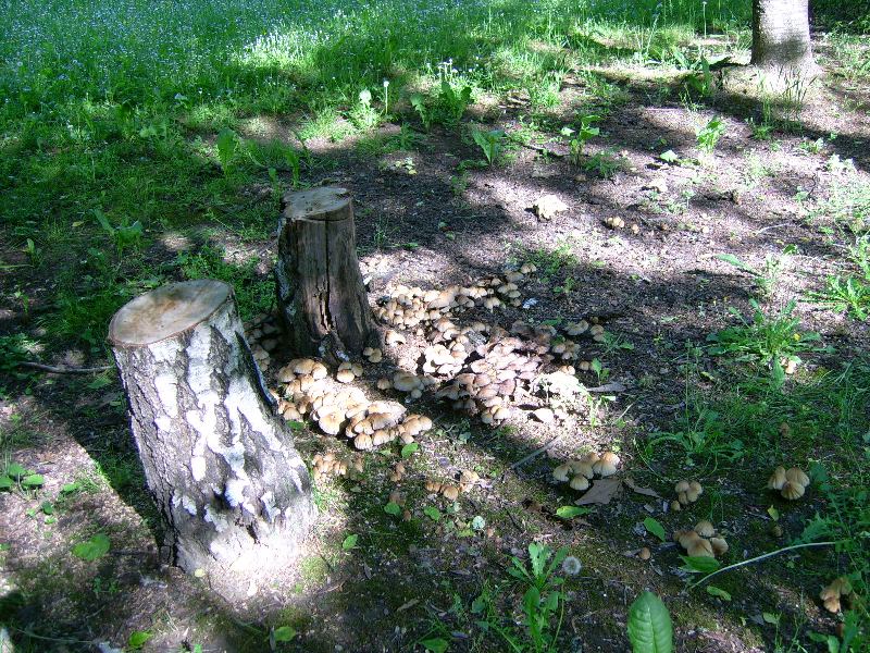 una famiglia numerosa